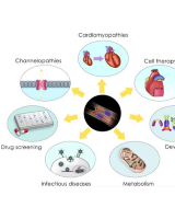 心肌细胞生物及功能学检测服务
人原代心肌细胞不仅拥有较难分离获取的特点，同时也是较难进行功能检测的细胞模型。其具有细胞膜刚度较大、成分复杂的特点，在检测过程中易造成细胞膜破损或蛋白缺失从而导致细胞凋亡、死亡等现象，继而影响研究结果的真实性...
