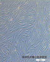 人原代成纤维细胞分离培养服务
在心脏中占比最多的细胞类型为心肌细胞、成纤维细胞、内皮细胞。心血管领域研究...
