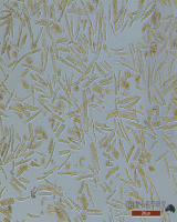 成人原代心肌细胞分离服务
在心血管系统研究中,心肌细胞模型为最重要的细胞模型。原代心肌细胞是最接近心肌细胞在体状态的研究模型。经过研究者多年的研究发现,可以通过使用Langendorff 方法获取动物模型原代心肌细胞...