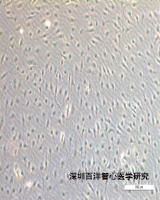 人原代心脏内皮细胞分离培养服务
在心脏中占比最多的细胞类型为心肌细胞、成纤维细胞、内皮细胞。心血管领域研究中，通过使用诱导多能干细胞来源的心肌细胞（hiPSC-CM)与成纤维、内皮细胞进行共培养，用于3D打印、药物筛选...
