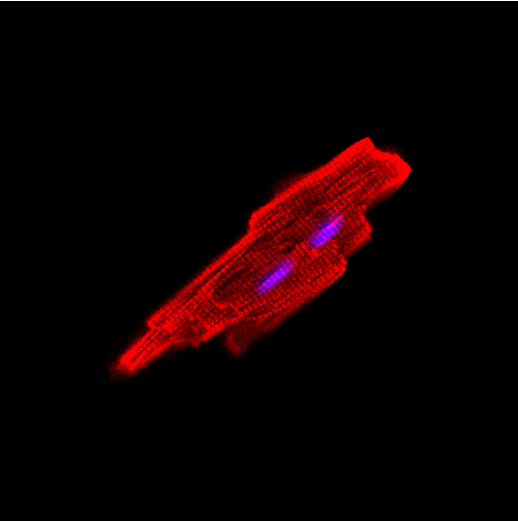 人心脏组织中的细胞类型有哪些？