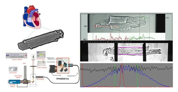 ​人原代心肌细胞  相关功能学检测实验