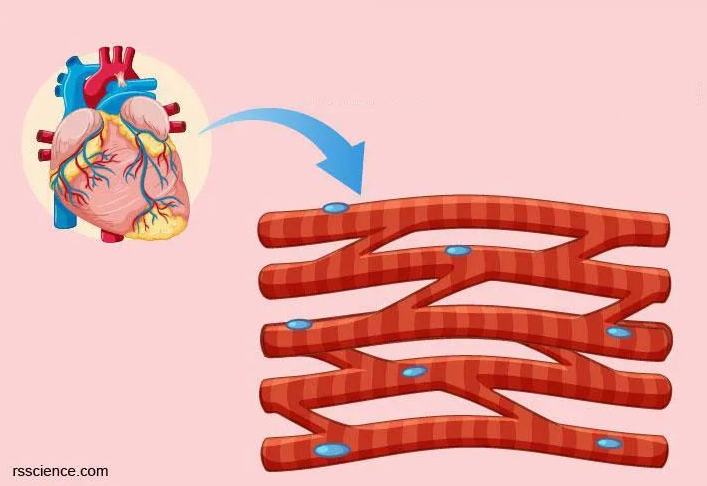 心肌细胞特殊结构