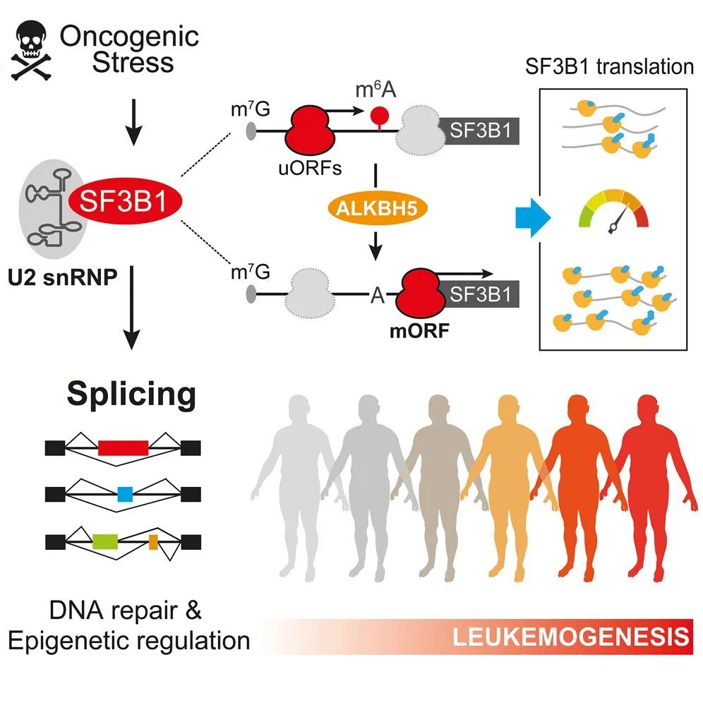 “魔术师”可变剪接:如何⽤⼀个基因创造万种可能?