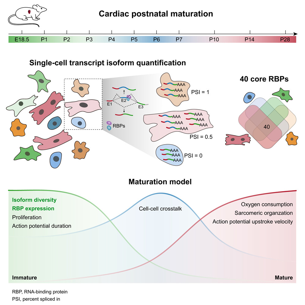 单细胞测序技术“解码”心脏成熟!Cell子刊揭示RNA剪接调控新机制,NCBP2成关键靶点
