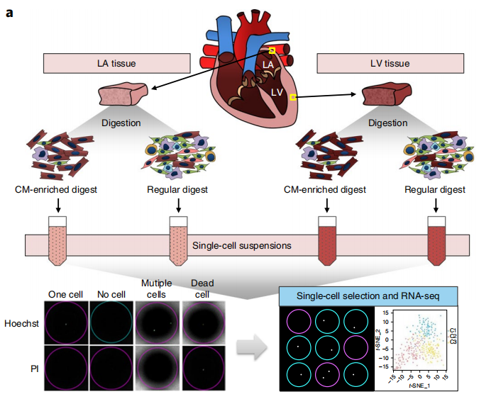免提核!心肌细胞单细胞测序终破局:细胞高活分选+全转录组捕获