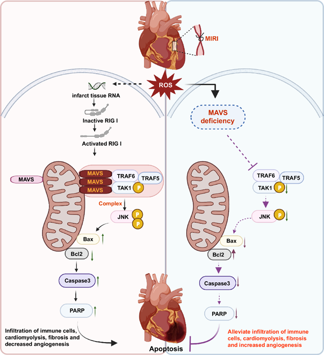 心肌线粒体抗病毒信号蛋白MAVS通过RIG-I通路介导缺血再灌注损伤的机制研究