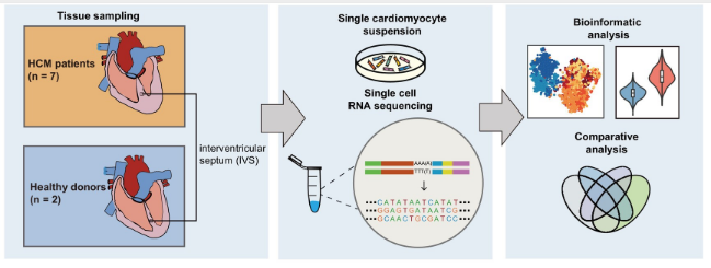 穿透细胞异质性：单细胞测序揭开肥厚型心肌病的深层奥秘