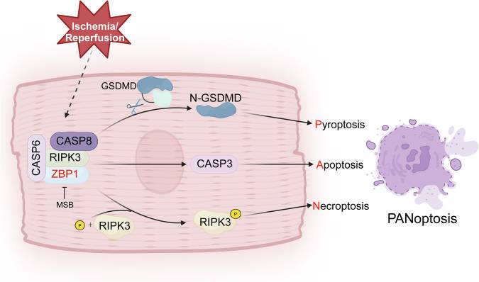 STTT | 心肌I/R损伤研究新突破！ZBP1介导泛凋亡成核心靶点，一站式科研支撑助力机制解析