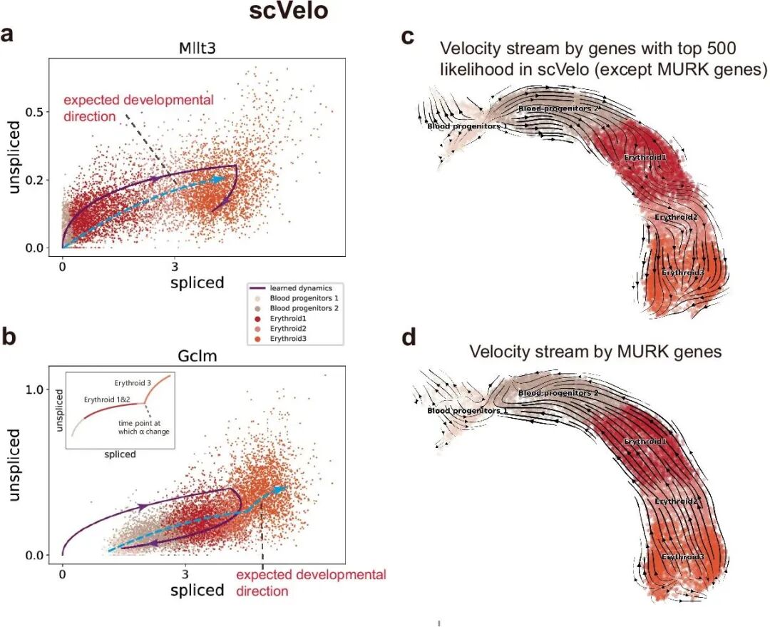 RNA velocity为何“反向”？TIVelo改进scVelo的轨迹方向推断