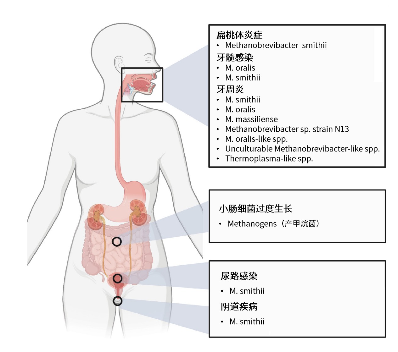 中英文