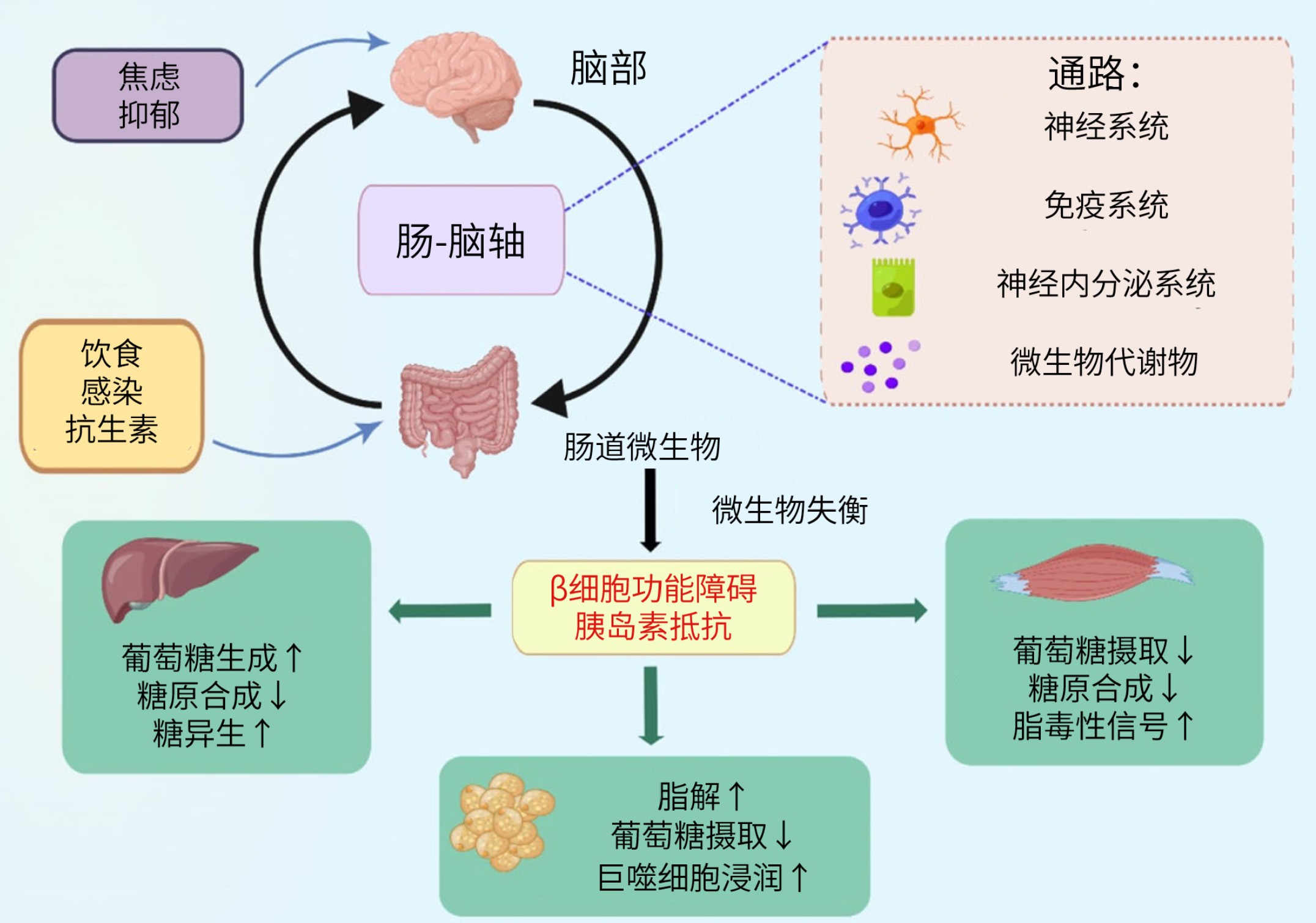 图片解读 | 肠-脑轴：肠道微生物失衡如何影响2型糖尿病