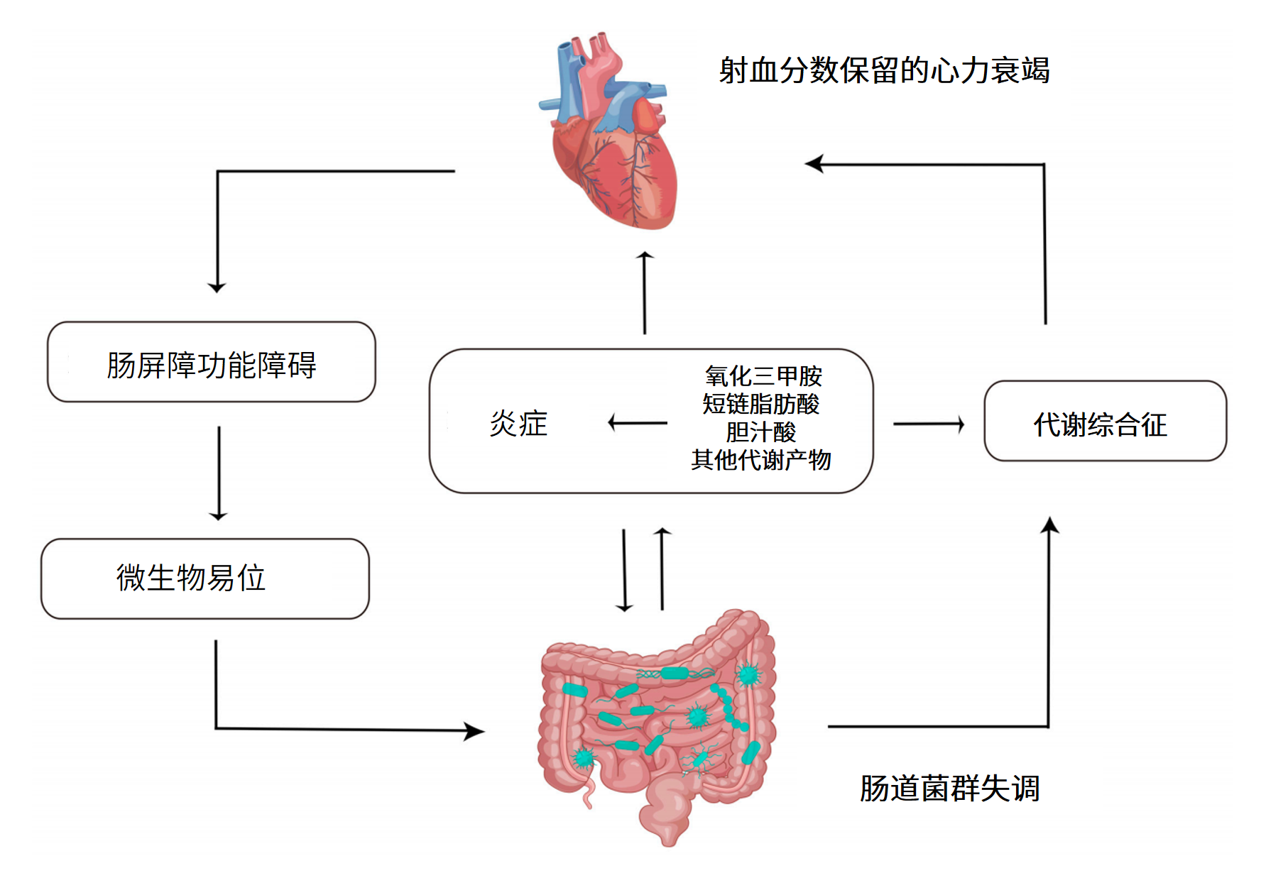 图片解读 | 肠道菌群失调与心力衰竭