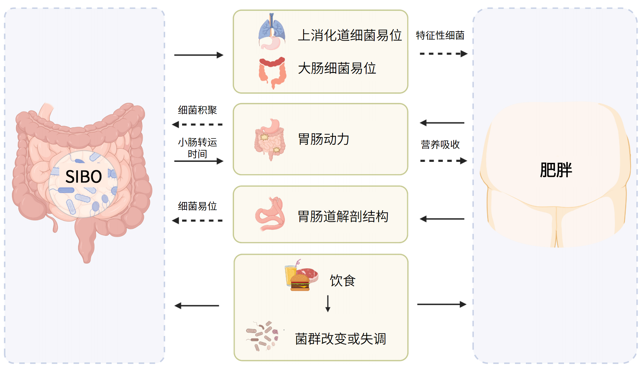 图片解读丨小肠细菌过度生长与肥胖的相互影响