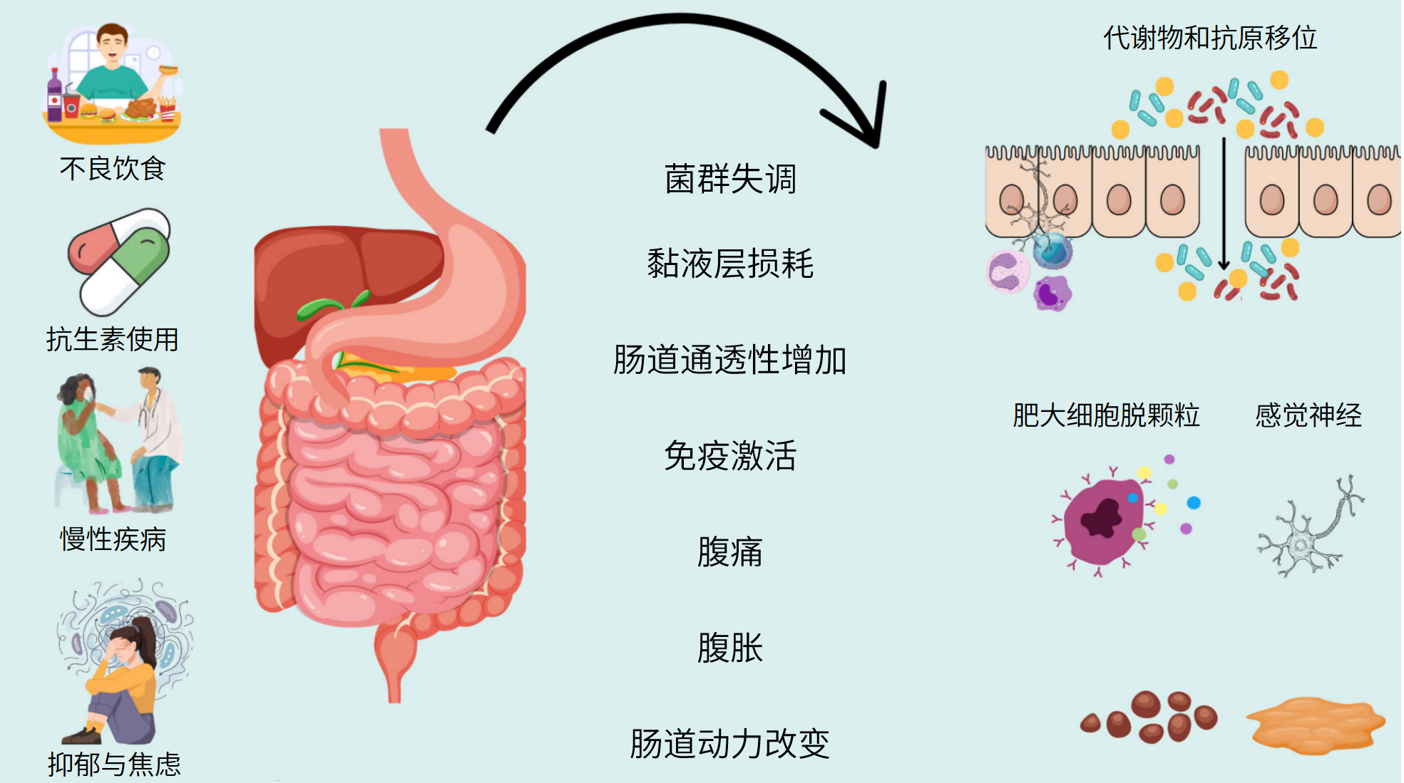 图片解读丨肠道菌群失调与便秘
