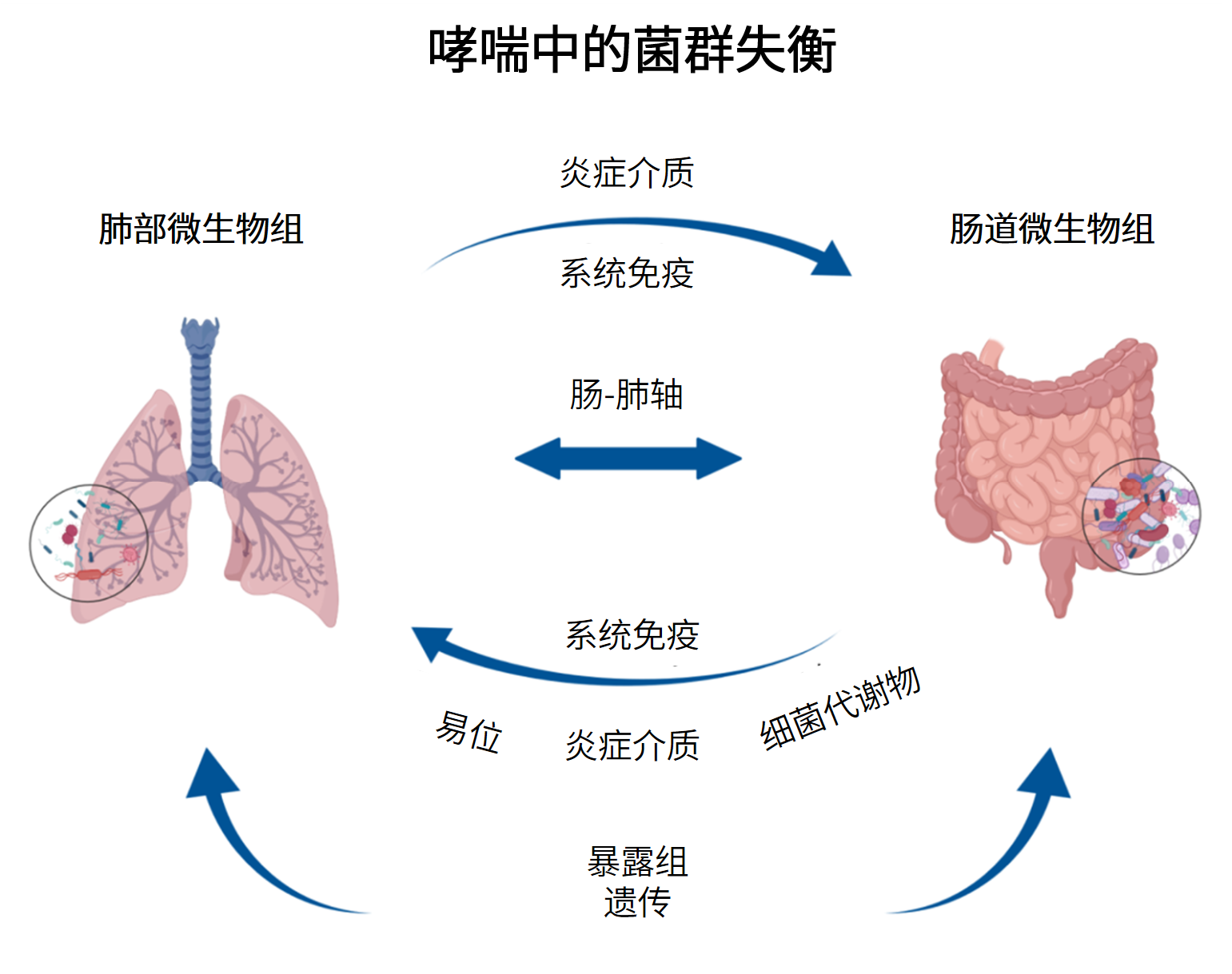 图片解读丨“肠-肺轴”—哮喘中的菌群失衡