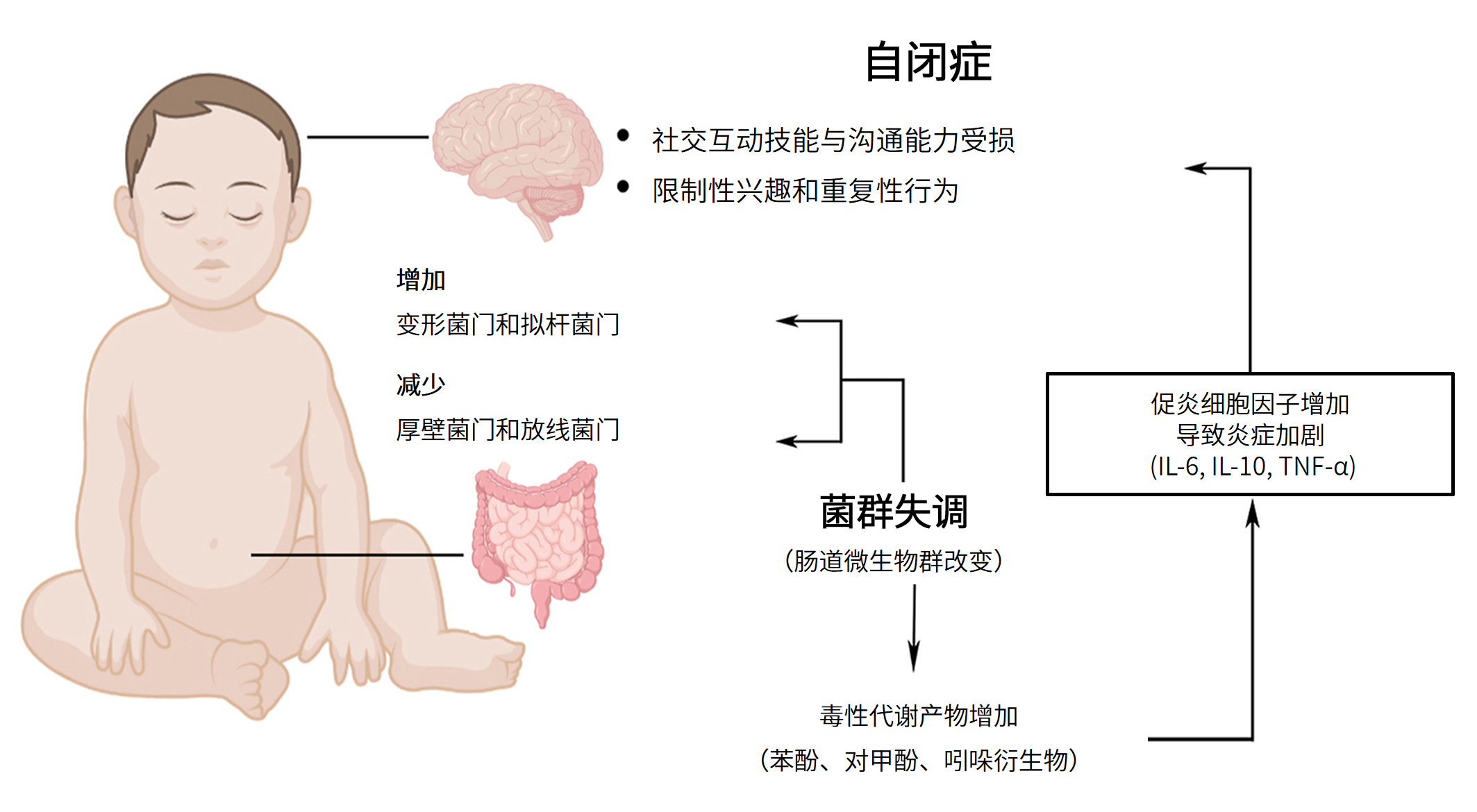 图片解读丨自闭症与肠道微生态失衡