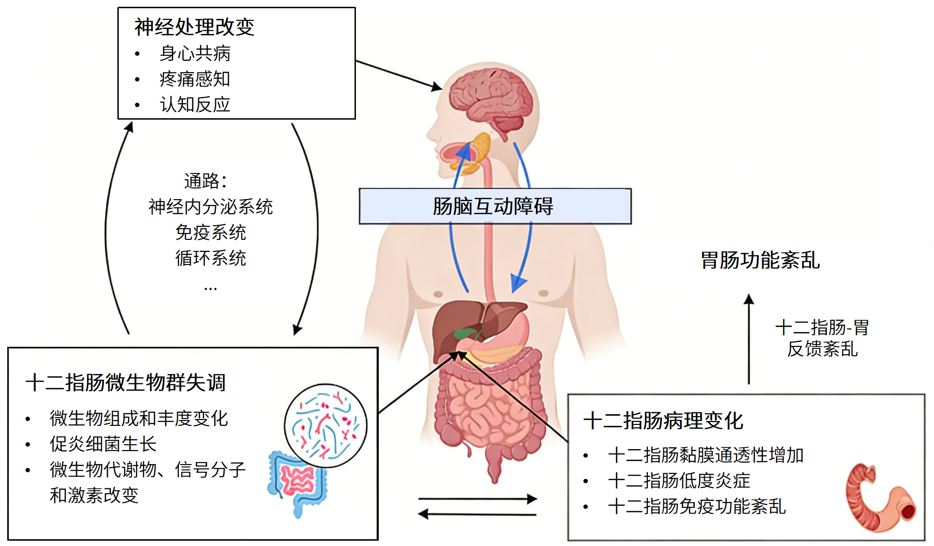 图片解读丨十二指肠菌群紊乱致肠脑互动障碍
