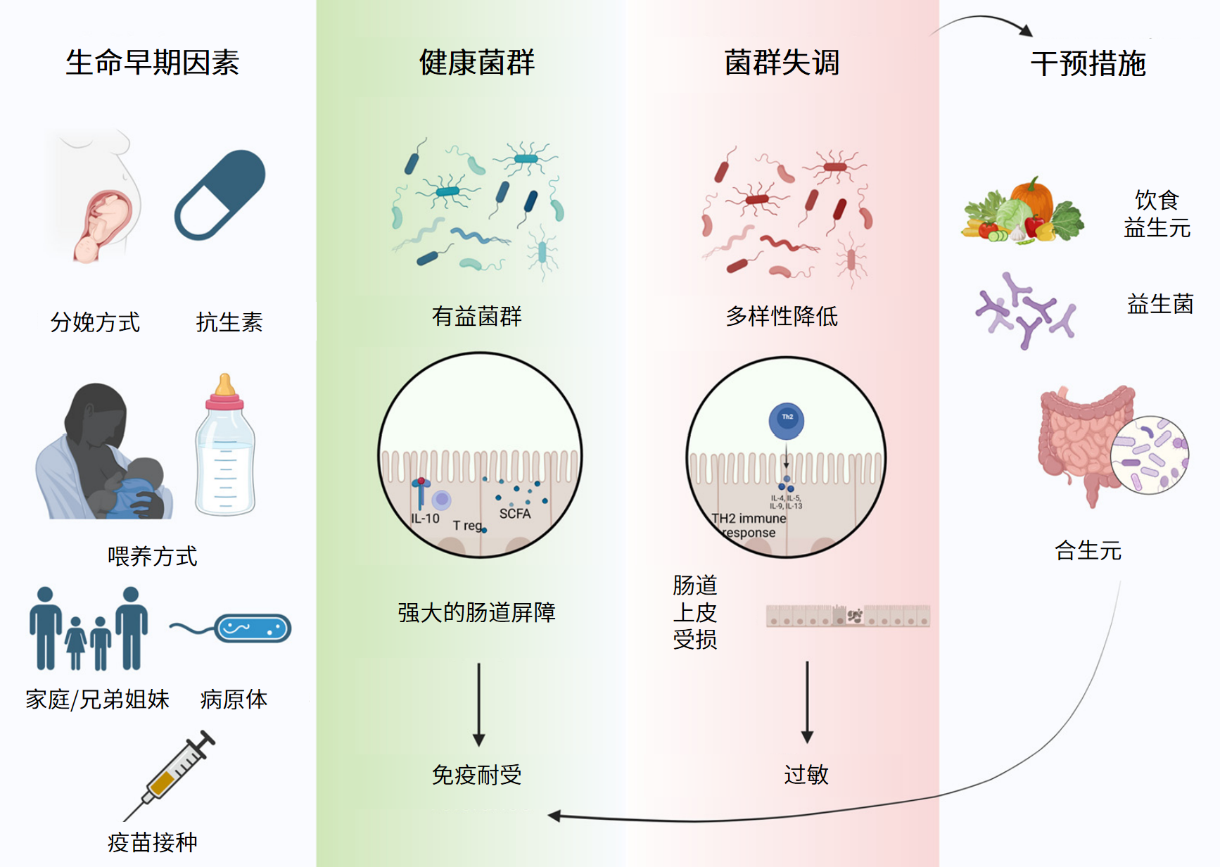 图片解读丨生命早期肠道菌群如何影响过敏