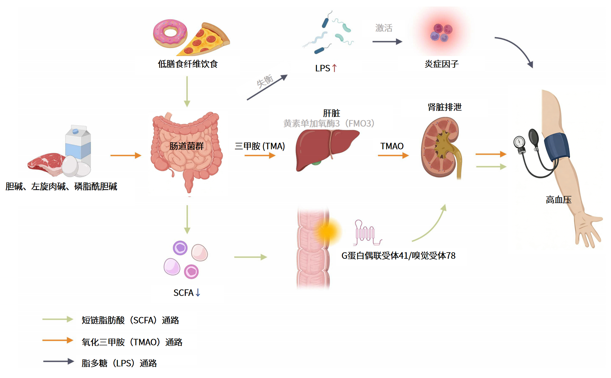 图片解读丨肠道菌群失衡对高血压的影响