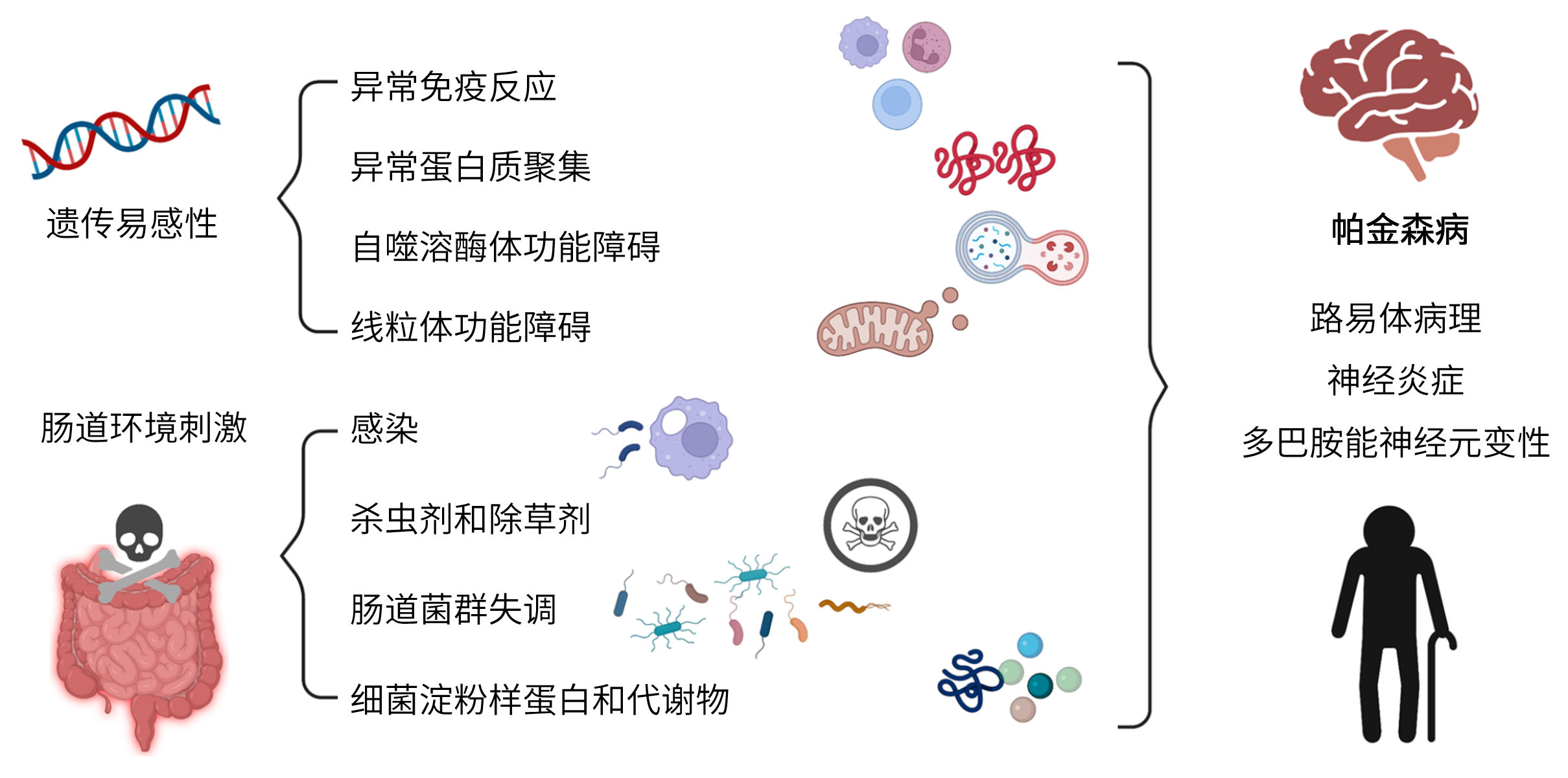 图片解读丨肠道微环境与帕金森病发生发展