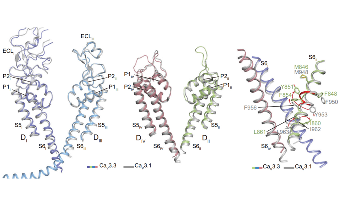 Nat Commun | Structure, gating, and pharmacology of human Cav3.3 channel