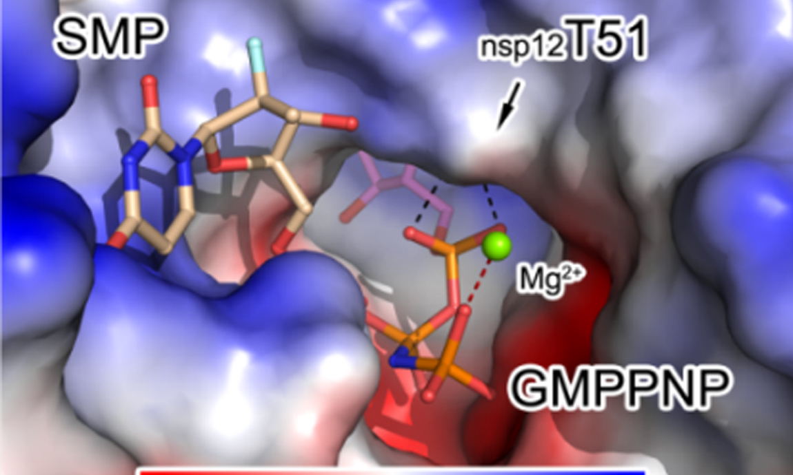 Cell | A mechanism for SARS-CoV-2 RNA capping and its inhibition by nucleotide analogue inhibitors