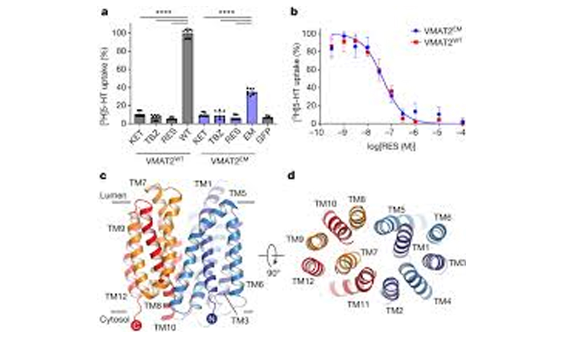 Nature | Transport and inhibition mechanisms of human VMAT2