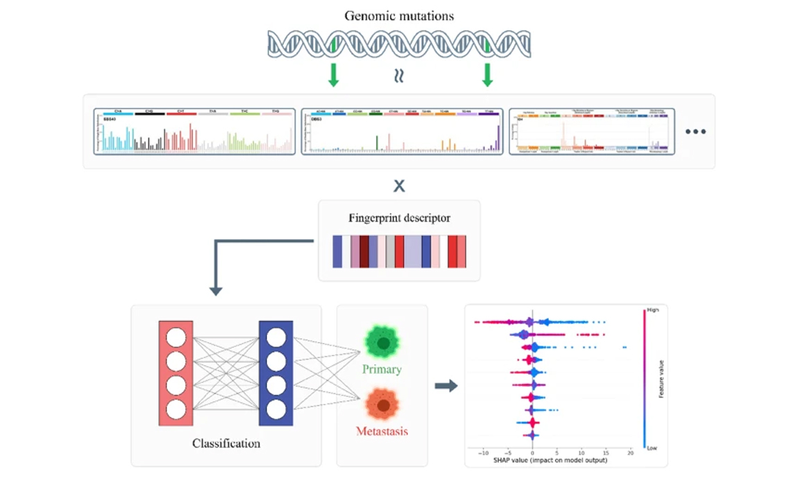 Scientific Report | Deep learning model accurately classifies metastatic tumors from primary tumors based on mutational signatures