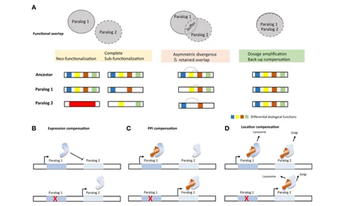 Frontiers in Oncology | Paralog-based synthetic lethality: rationales and applications