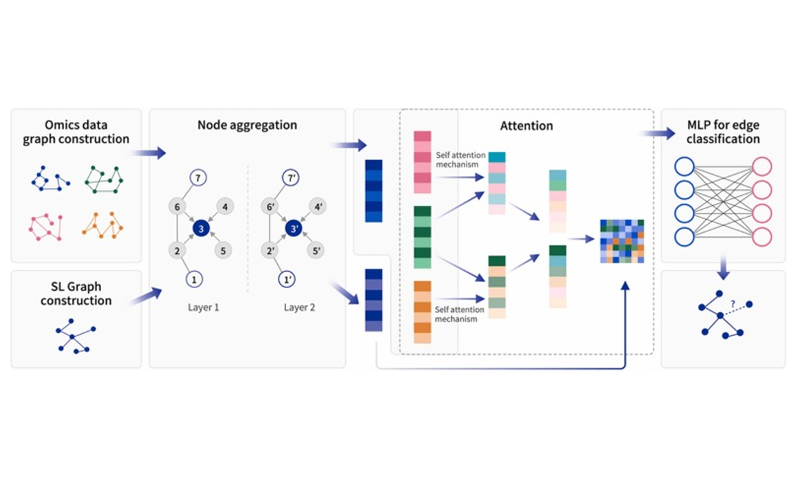 Computational and Structural Biotechnology Journal | Using graph-based model to identify cell specific synthetic lethal effects