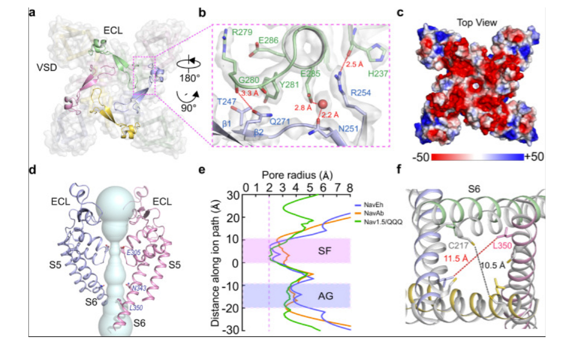 Nat Commun. | N-type fast inactivation of a eukaryotic voltage-gated sodium channel