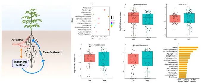 图注：根系分泌物介导的有益微生物招募与抗病机制.jpg