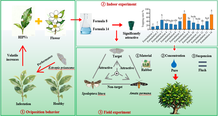 研究开发出新型灰茶尺蠖引诱剂