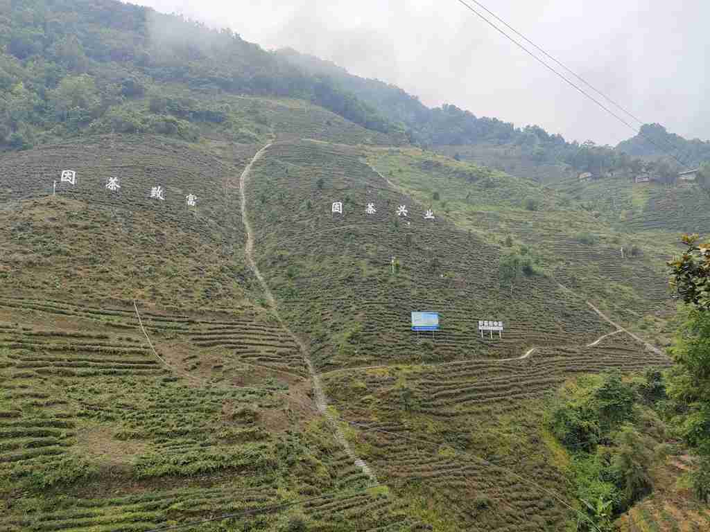 紫阳县优势茶产业集群项目
