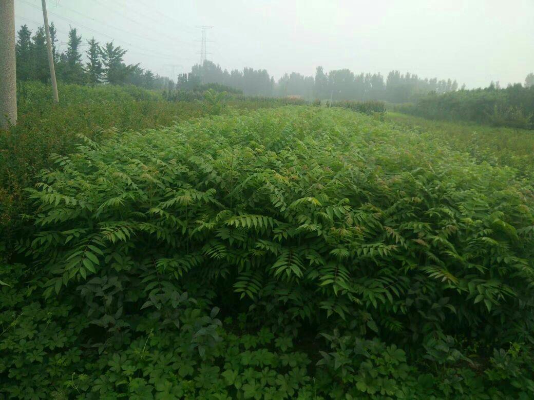 瓦庙硒锌粮生态农业园区项目