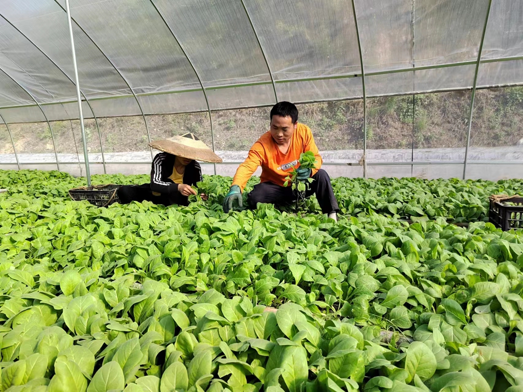 向阳镇鸡鸣村烤烟产业园区项目