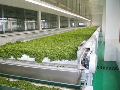 向阳巴农富硒茶叶加工项目