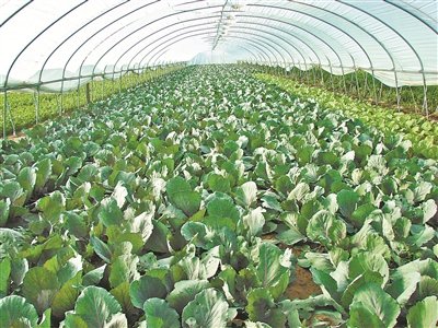 高滩朝阳村烤烟产业园区项目