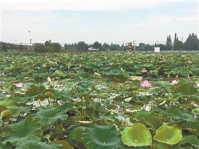 双桥苗河农旅开发项目