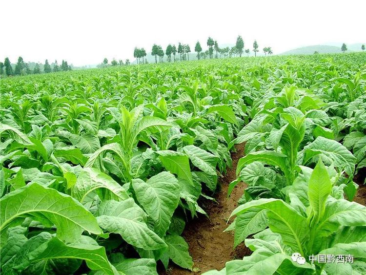 汉王镇烤烟产业基地项目