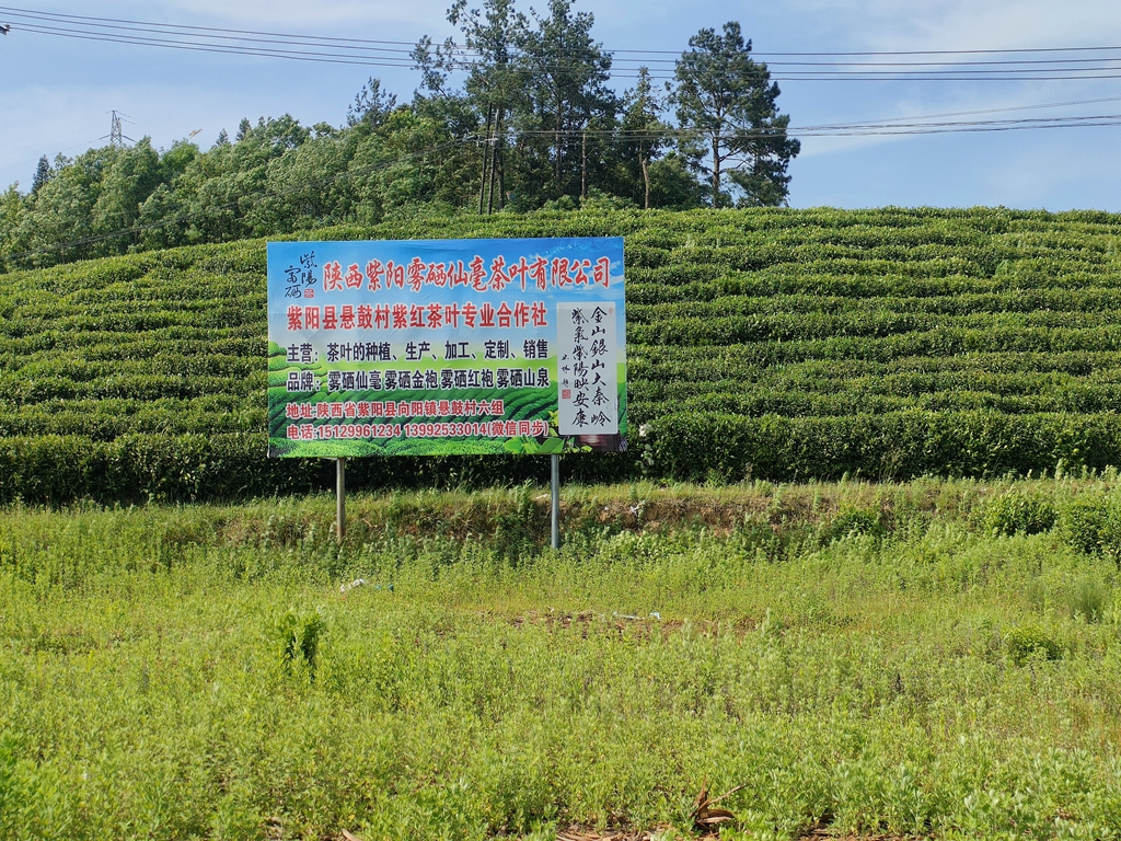 向阳雾硒仙毫茶旅融合产业园区开发项目