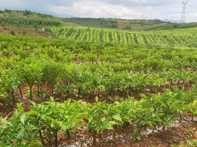 瓦庙镇新华村魔芋生产基地二期项目