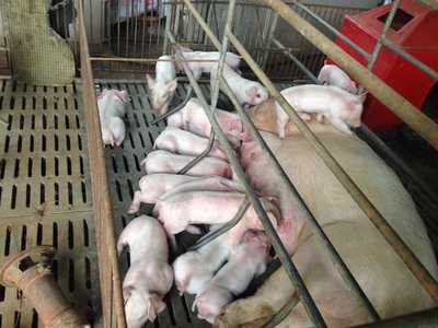 界岭镇土门亚养殖场扩建项目