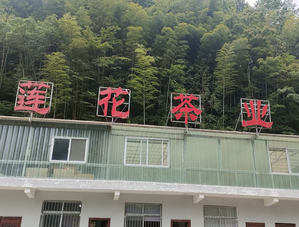 双桥莲花茶叶园区茶旅融合项目