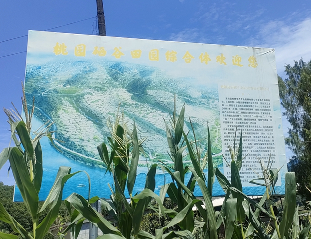 双安宏锦黄桃品种改良基地项目