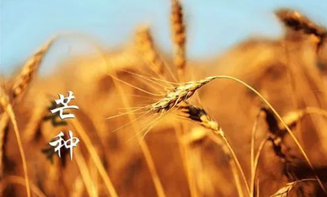 芒种 | 风吹麦稻香，收获满希望