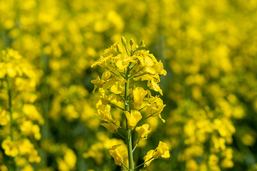 喜报：华油杂50入选农业农村部2023年农业主导品种