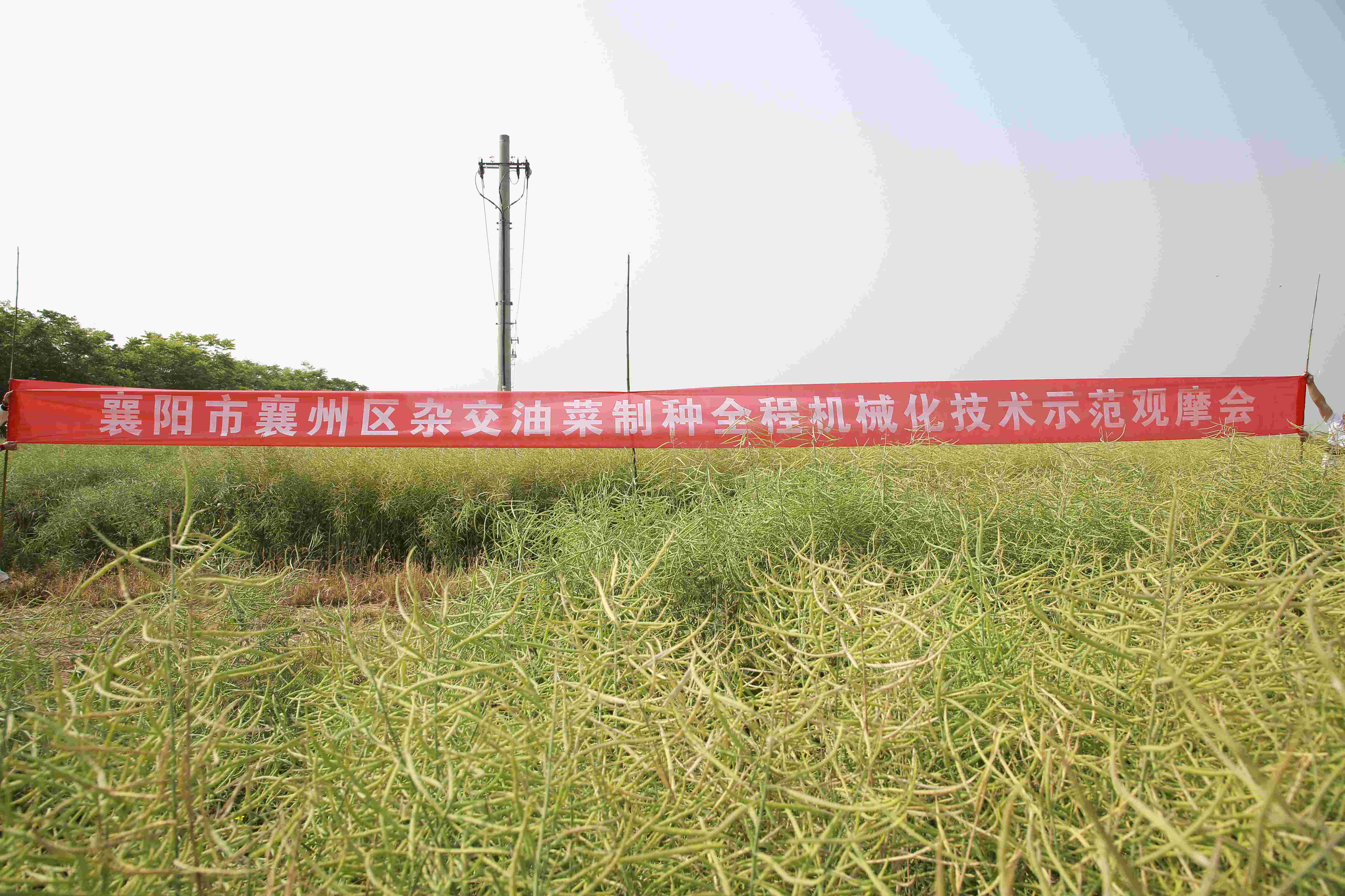 联农种业杂交油菜机械化制种观摩会圆满完成