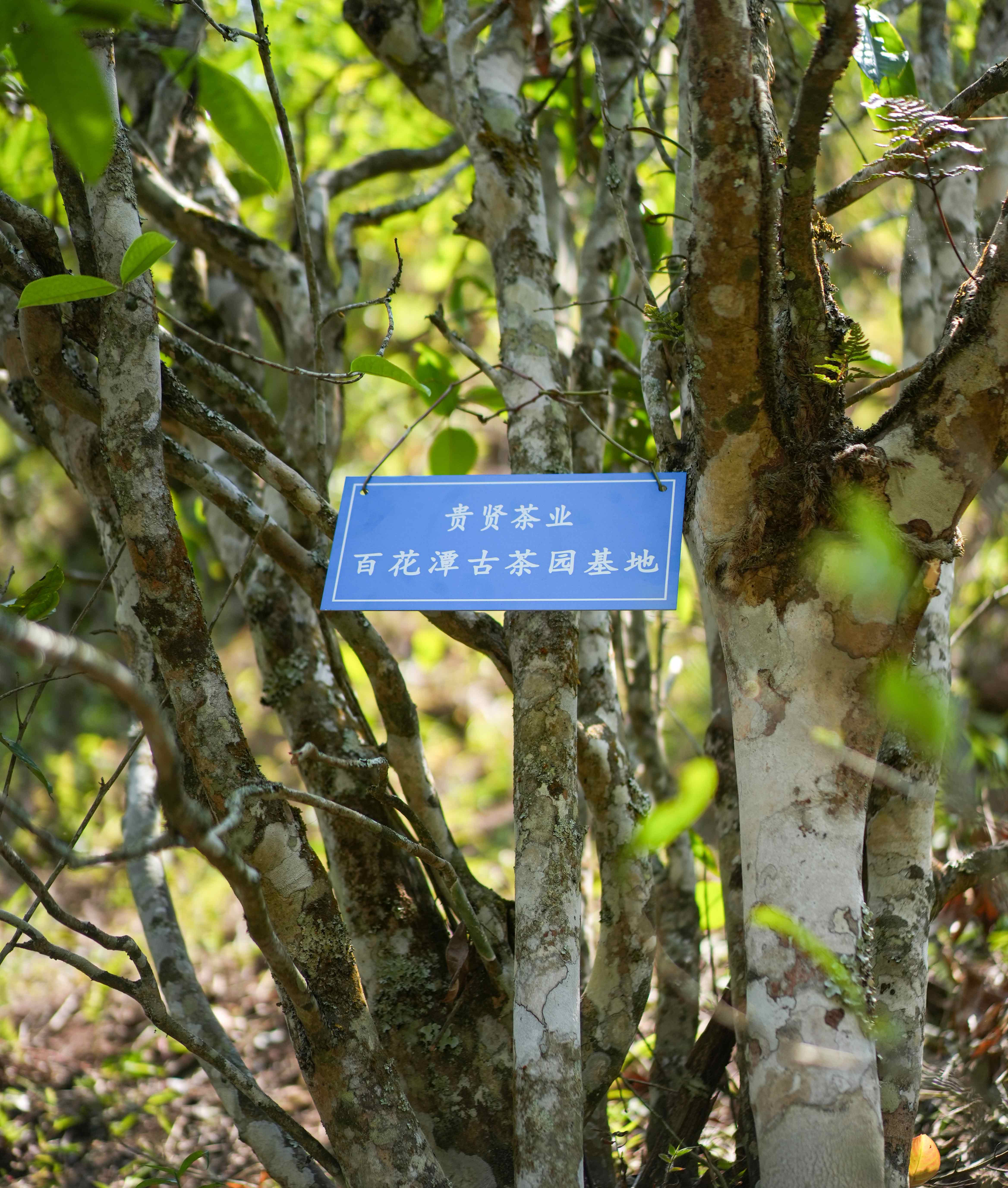 百花潭古树茶园
百花潭是近几年来最受追捧的易武微小产区之一，位于西双版纳勐腊县瑶区乡，行政上属于瑶区乡布龙河村委会小组，茶地却位于易武国有林中。百花潭茶如其名，有着独特的百花之香，水路极为细腻，古树茶没有一点苦涩却能持续回甘生津，喉韵绵长，回味无穷。
                             